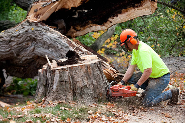 Best Tree Health Inspection  in Prairie View, TX