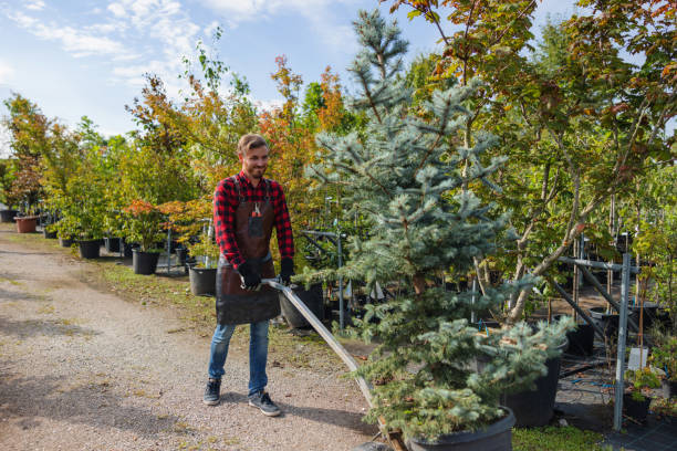 Best Tree Disease Treatment  in Prairie View, TX
