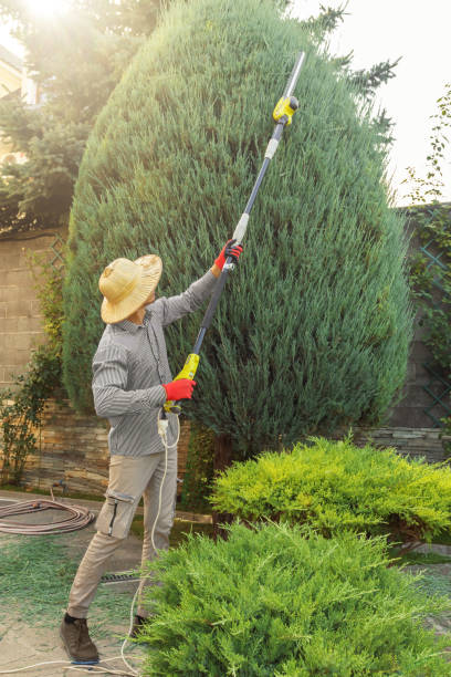 How Our Tree Care Process Works  in  Prairie View, TX